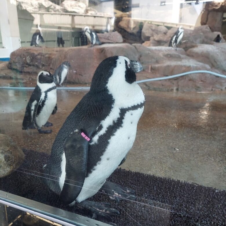 京都水族館　ペンギン